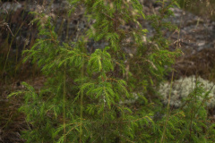 ladoga-113