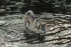 ladoga-122