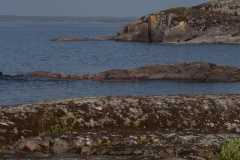 ladoga-173