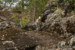 ladoga-266